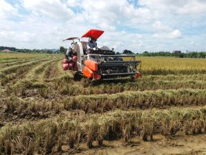 Đảm bảo an ninh lương thực trong dịch bệnh