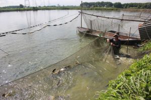 Người nuôi cá lao đao vì đầu ra gặp khó