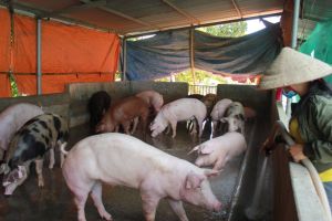 Thức ăn chăn nuôi tiếp tục tăng cao, người nuôi heo đang gánh lỗ