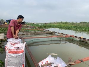 Giá vật tư nông nghiệp đầu vào tăng cao