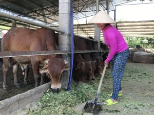 Đồng Nai kiểm soát được dịch viêm da nổi cục trên trâu bò