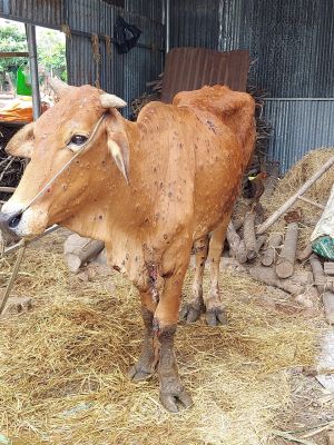 Kiểm soát được dịch bệnh trên gia súc, gia cầm