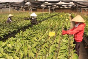 Sản xuất nông nghiệp khó khăn về nguồn vốn