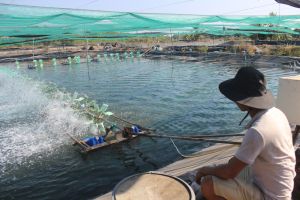 Nông dân huyện Nhơn trạch cần hỗ trợ tiêu thụ thủy sản