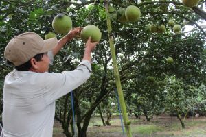 Hệ lụy diện tích bưởi tăng nhanh