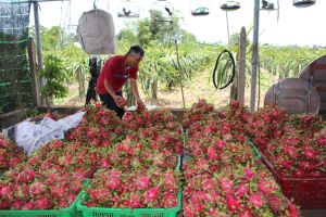 Nông sản tươi vẫn khó đầu ra