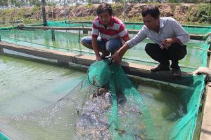 Xây dựng tỉnh nông thôn mới nâng cao