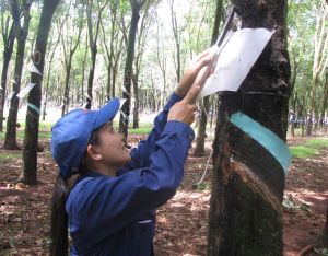 Giá cao su xuất khẩu tăng cao