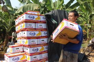 Xuất khẩu trái cây giảm mạnh