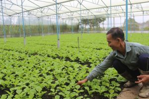 Sản xuất nông nghiệp: Tìm cơ hội trong khó khăn