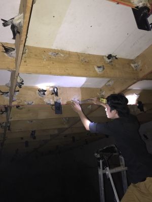 Sẽ quy định vùng nuôi chim yến