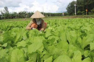 Giá rau giảm mạnh vì khó tiêu thụ