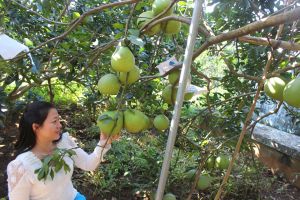 Phát triển nghiên cứu, sản xuất giống giai đoạn 2021-2030