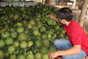Kịch bản tiêu thụ nông sản trong những tháng cuối năm