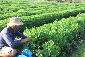 Sản xuất lúa của Đồng Nai đảm bảo nguồn cung trong tỉnh