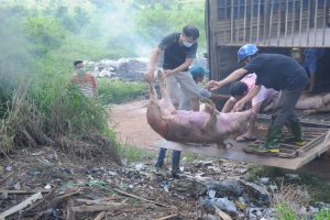 Cảnh giác nguy cơ tái phát dịch tả heo châu Phi trong mùa mưa