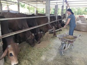 Dịch viêm da nổi cục trên trâu bò đã được kiểm soát