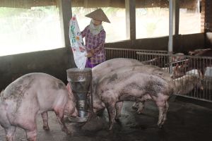 Giá heo hơi thấp hơn 20 - 30 ngàn đồng/kg so với giá thành sản xuất