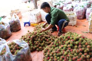 Tạo thuận tiện sản xuất ở “vùng xanh”