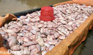 Mưa lũ gây thiệt hại nặng nề cho cây trồng và khu vực nuôi cá bè