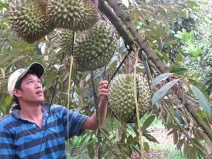 Huyện Xuân Lộc chuyển đổi hàng trăm ha đất lúa