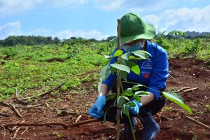 Triển khai kế hoạch trồng 20 triệu cây xanh