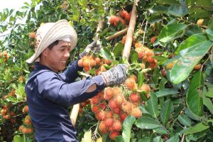 Hưởng lợi từ chương trình OCOP