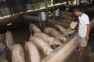 Người nuôi heo đối mặt nhiều khó khăn
