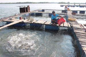 5 phương án ứng phó nước sông Đồng Nai dâng cao