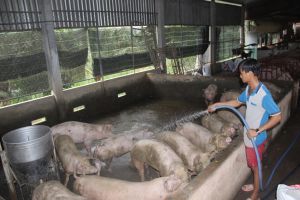 Không lo thiếu thịt cho thị trường Tết