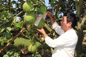 Cần phải tính đường dài cho cây bưởi