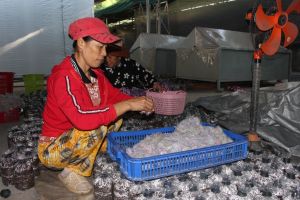 ​Nhân rộng mô hình tuần hoàn trong sản xuất nông nghiệp