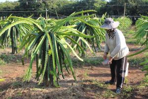 Vật tư nông nghiệp “sốt” giá