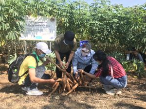 Xuất khẩu khoai mì được mùa