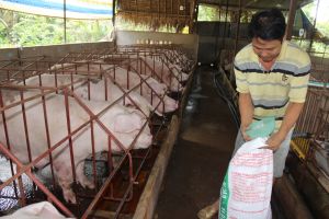 Cú “sốc” tăng giá với ngành thức ăn chăn nuôi