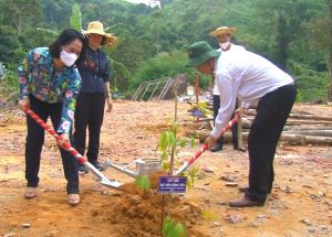 Trồng cây gỗ lớn trên đỉnh núi Chứa Chan