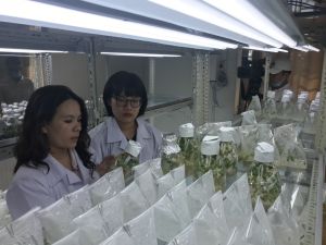 Đầu tư khâu giống tăng giá trị sản xuất cây trồng