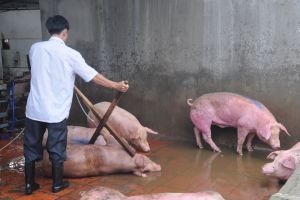 Cảnh giác với diễn biến phức tạp của dịch tả heo châu Phi