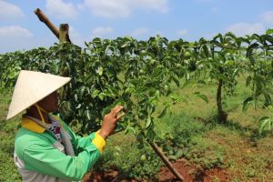 Ứng dụng công nghệ cao Israel thí điểm giống mới