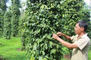 Người trồng tiêu đạt lợi nhuận cao