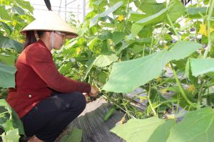 Tìm chỗ đứng cho thực phẩm sạch