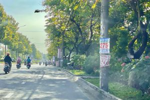 Biên Hòa mạnh tay dẹp quảng cáo cột điện