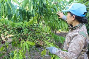 Xuất khẩu tiêu, cà phê được mùa