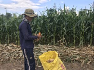 Sử dụng nguồn nguyên liệu tại chỗ làm thức ăn chăn nuôi