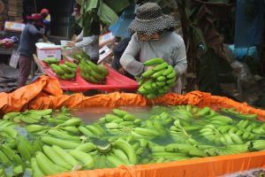 Xuất khẩu trái cây nhiều khó khăn mùa cuối năm