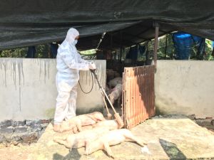 Quyết liệt phòng, chống dịch tả heo châu Phi