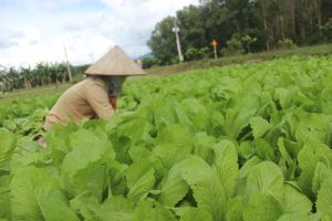 Xây dựng nông thôn mới: Tỷ lệ hộ nghèo giảm mạnh