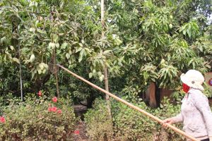 Cây trồng lo mất mùa vì ảnh hưởng của biến đổi khí hậu