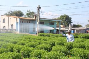 Làng hoa Phúc Nhạc sẵn sàng chờ Tết