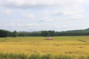 Giảm hàng ngàn ha diện tích cây hàng năm